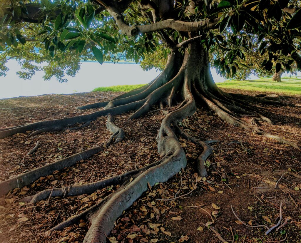 tree preservation orders