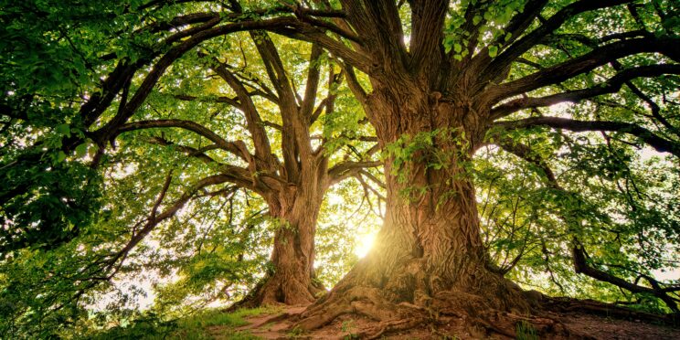 tree preservation order