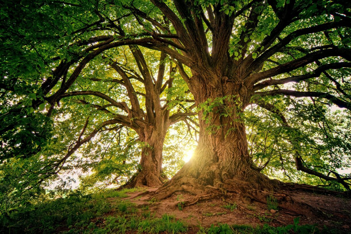tree preservation order