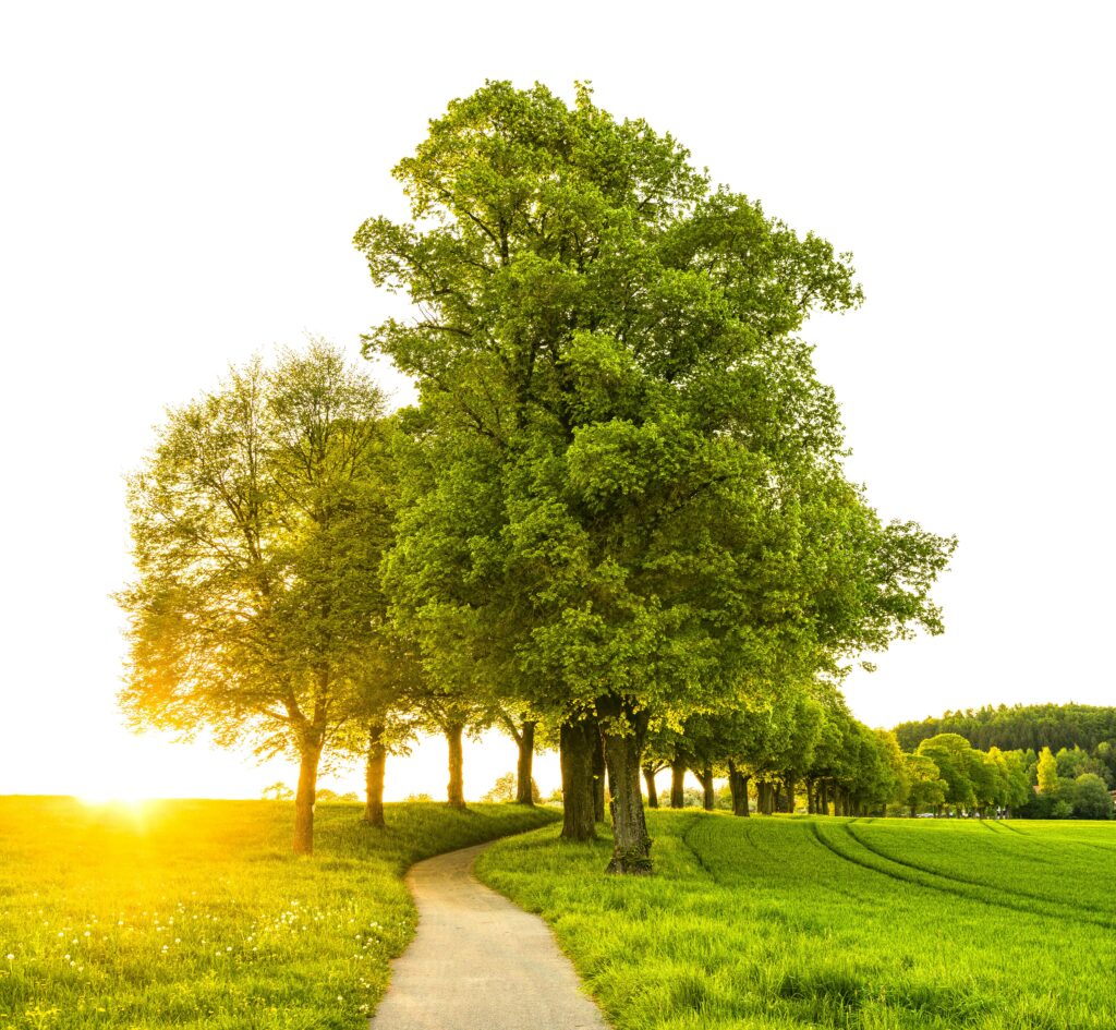 tree preservation orders