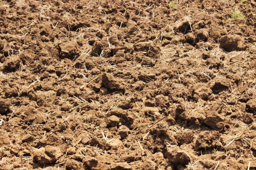 clay soil